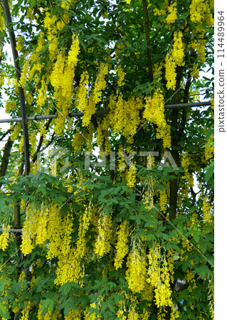 足利是一個花卉公園 114489964