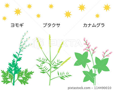 Plants that cause hay fever in autumn 114490010