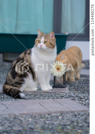 winter holiday and cat concept with british and scottish cat play at garden with flower background 114490278