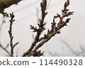 spring, plum tree 114490328