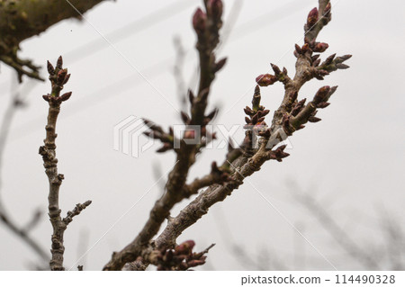 spring, plum tree spring, plum tree 114490328