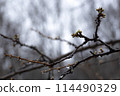 spring, plum tree(bitter gourd tree) 114490329