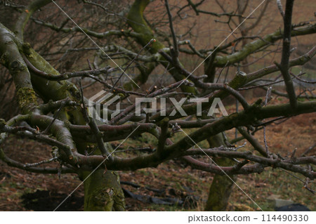 spring, apple tree spring, apple tree 114490330