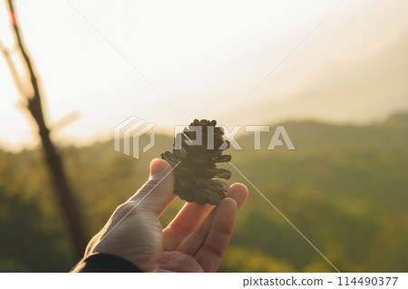 nature traveling with hand hold pine cones and see sunrise with layer of mountain 114490377