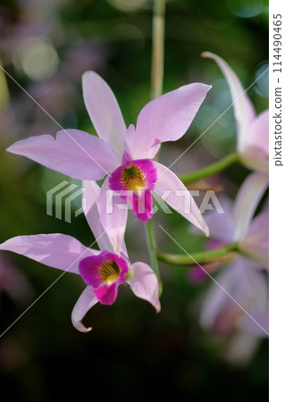 The brilliance of orchids The brilliance of orchids 114490465