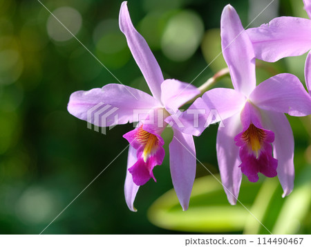 The brilliance of orchids 114490467