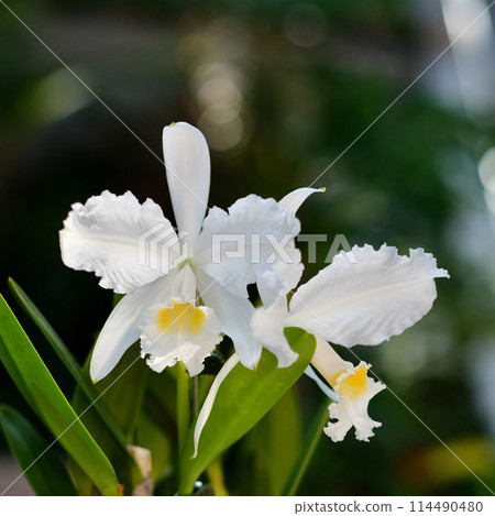 蘭花的光輝 114490480