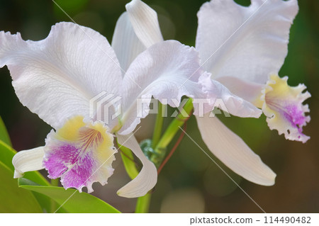 蘭花的光輝 蘭花的光輝 114490482