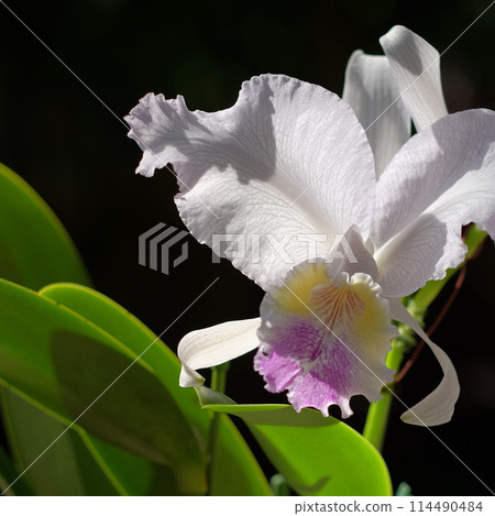 The brilliance of orchids 114490484