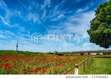 Poppies and the Skytree against the blue sky 114490861