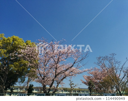 櫻花與學校 / 盛開的櫻花和校舍 114490949