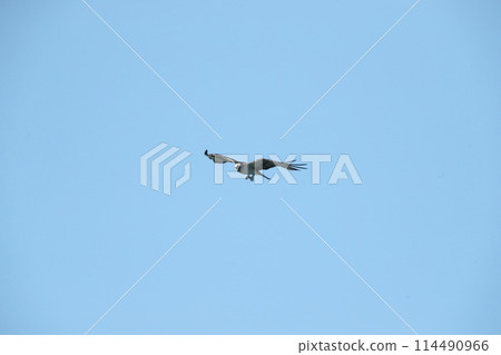 Hunting of the Osprego 114490966