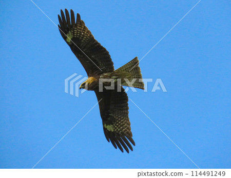 托比在天空中 114491249