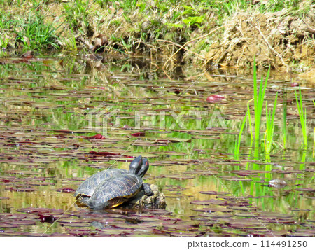 兩隻紅耳龜正在曬乾它們的甲殼 兩隻紅耳龜正在曬乾它們的甲殼 114491250