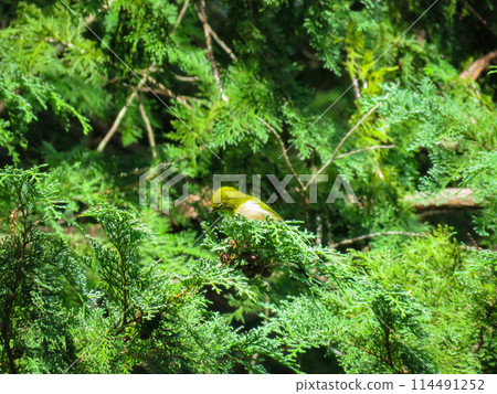 白眼鳥棲息在柏樹的樹枝上 白眼鳥棲息在柏樹的樹枝上 114491252