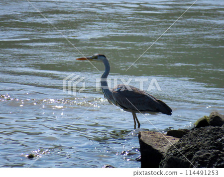 站在海灘上的蒼鷺 114491253