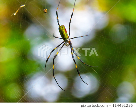 A spider spinning a web 114491256