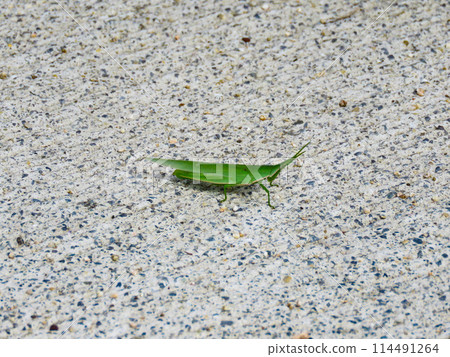 一隻蚱蜢躺在地上一動也不動 一隻蚱蜢躺在地上一動也不動 114491264