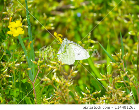 Cabbage white butterfly resting on wildflower Cabbage white butterfly resting on wildflower 114491265