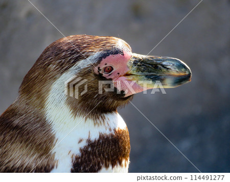 Profile of Humboldt penguin Profile of Humboldt penguin 114491277