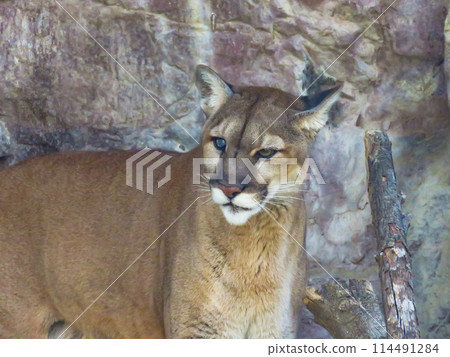 彪馬有著無所畏懼的臉孔 114491284