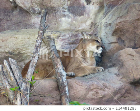 美洲獅躺在岩石上 美洲獅躺在岩石上 114491285