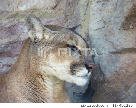 無畏美洲獅的簡介 114491286