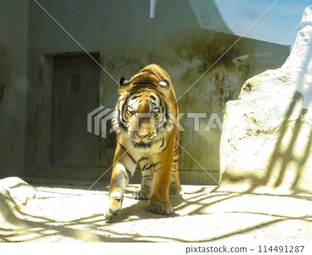 接近老虎 114491287