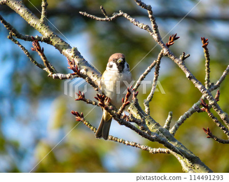 Sparrows remaining in branches Sparrows remaining in branches 114491293