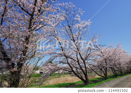 Kodama Senbonzakura in full bloom Kodama Senbonzakura in full bloom 114491502