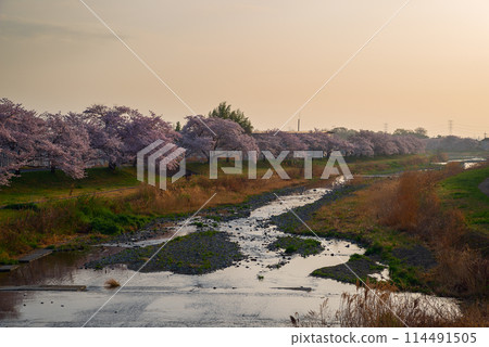 Kodama Senbonzakura in full bloom 114491505