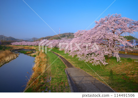 兒玉千本櫻盛開 兒玉千本櫻盛開 114491506