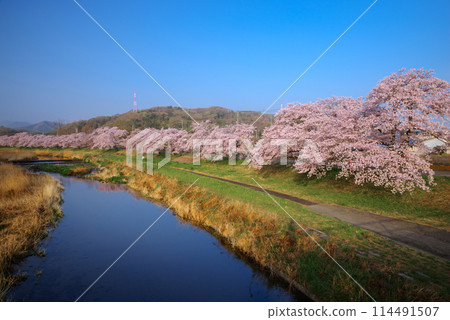 兒玉千本櫻盛開 兒玉千本櫻盛開 114491507