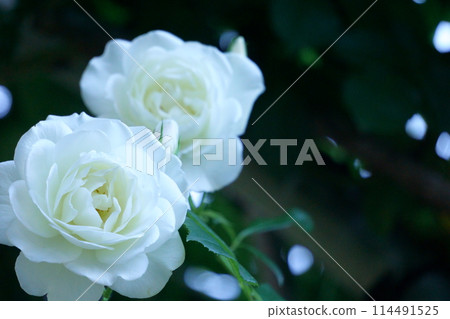 White Rose - Vine Iceberg 2 114491525