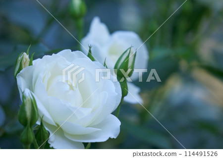 White Rose Vine Iceberg 1 114491526