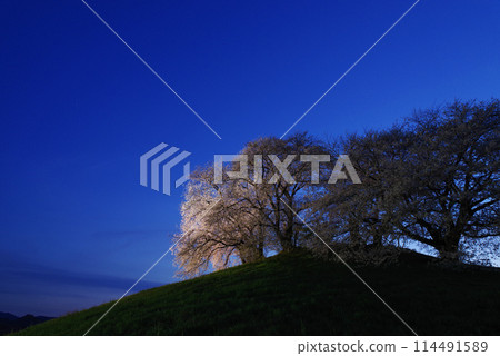 Illuminated cherry blossoms at Shiraishi Inariyama Kofun Illuminated cherry blossoms at Shiraishi Inariyama Kofun 114491589