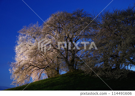 Illuminated cherry blossoms at Shiraishi Inariyama Kofun 114491606