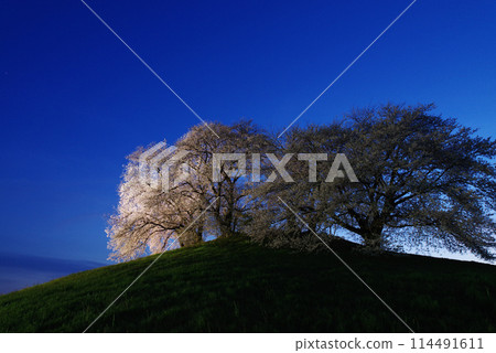 Illuminated cherry blossoms at Shiraishi Inariyama Kofun 114491611