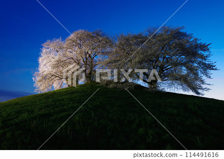 白石稻荷山古墳的櫻花被燈光照亮 114491616