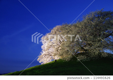 Illuminated cherry blossoms at Shiraishi Inariyama Kofun 114491626