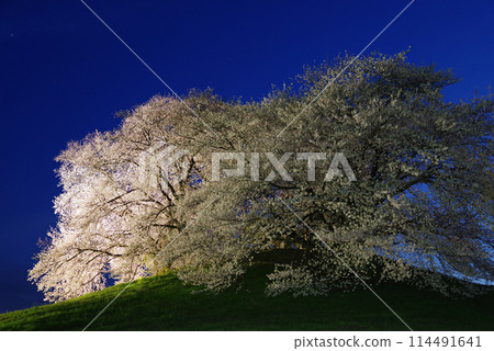 Illuminated cherry blossoms at Shiraishi Inariyama Kofun Illuminated cherry blossoms at Shiraishi Inariyama Kofun 114491641