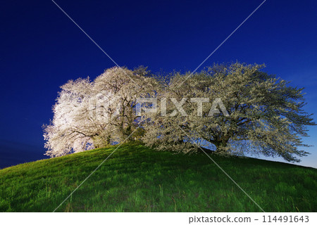 Illuminated cherry blossoms at Shiraishi Inariyama Kofun Illuminated cherry blossoms at Shiraishi Inariyama Kofun 114491643
