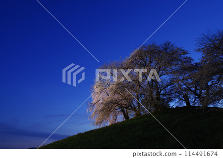 白石稻荷山古墳的櫻花被燈光照亮 114491674