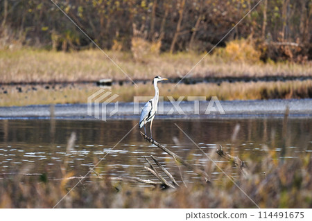 Lake Biwa Wild Birds 114491675