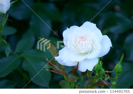 White Rose Carte Blanche 2 114491705