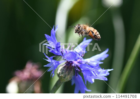 A honeybee sucking nectar from a cornflower at Ryuhoji Temple 114491708
