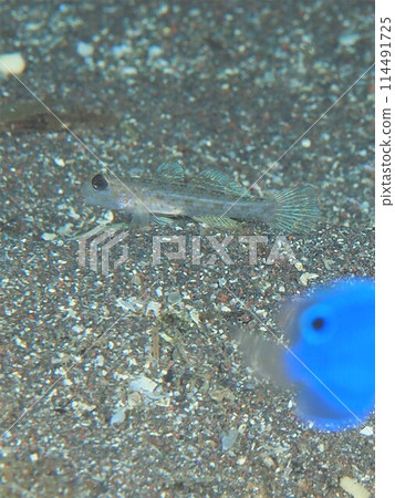 Hoshino NHase 114491725