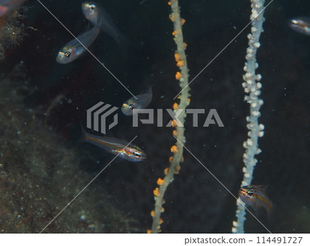 Juvenile phaeopod fish 114491727