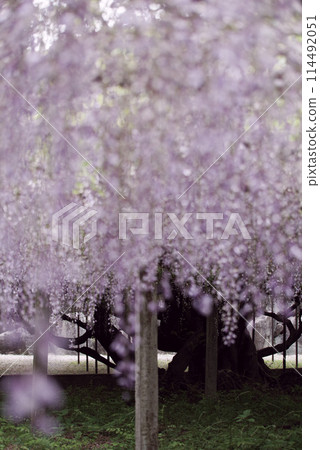 Bone Hatano wisteria Bone Hatano wisteria 114492051