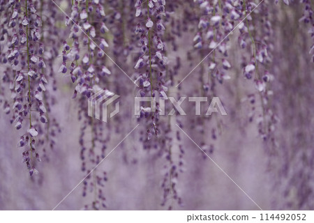 Bone Hatano wisteria Bone Hatano wisteria 114492052